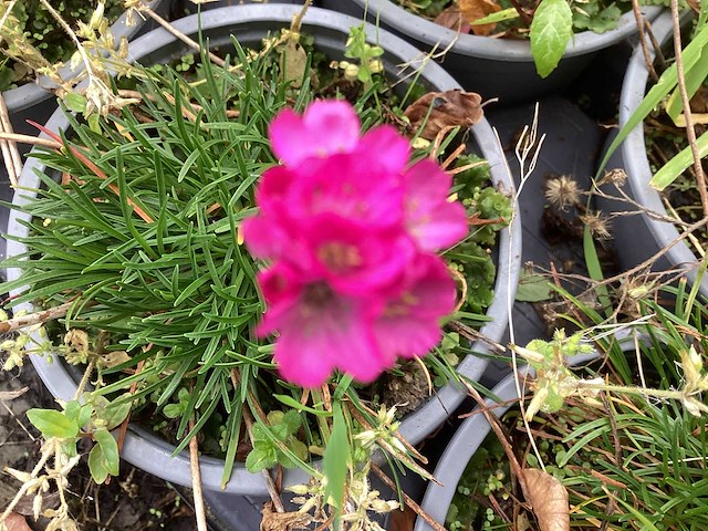 Vaste planten - engels gras (x100) - afbeelding 1 van  1