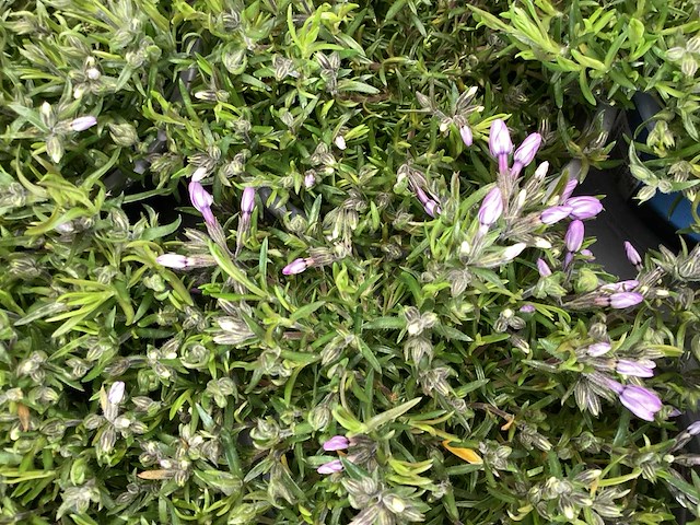 Vaste planten - engels gras (x50) en aubretia(50) - afbeelding 3 van  3
