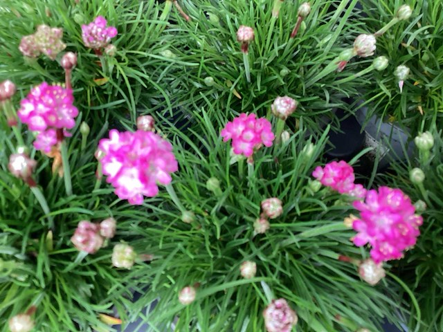 Vaste planten - engels gras (x50) en aubretia(50) - afbeelding 1 van  3
