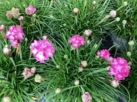 Vaste planten - engels gras (x50) en aubretia(50)