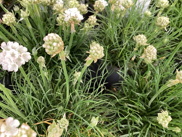 Vaste planten - engels gras (x50) en phlox (50) - afbeelding 2 van  3