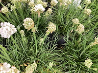 Vaste planten - engels gras (x50) en phlox (50) - afbeelding 2 van  3