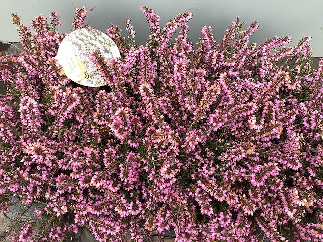 Vaste planten - erica (x100) - afbeelding 1 van  1