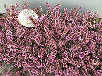 Vaste planten - erica (x100) - afbeelding 1 van  1