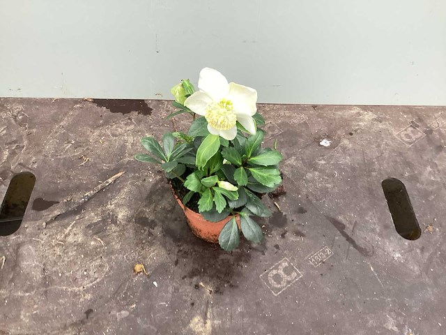 Vaste planten - helleboris (x30) - afbeelding 2 van  2