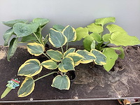 Vaste planten - hosta (x20) - afbeelding 1 van  1