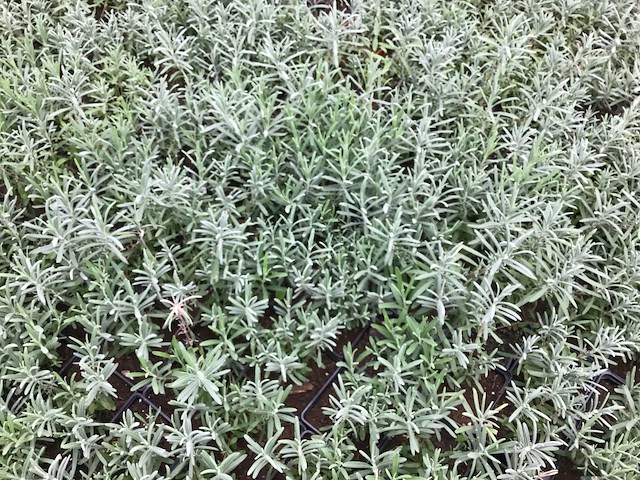 Vaste planten - lavendel (x25) - afbeelding 3 van  3