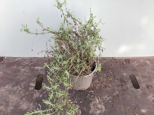 Vaste planten - lavendel (x40) - afbeelding 1 van  1