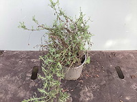 Vaste planten - lavendel (x40) - afbeelding 1 van  1