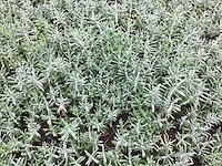 Vaste planten - lavendel (x50) - afbeelding 2 van  2
