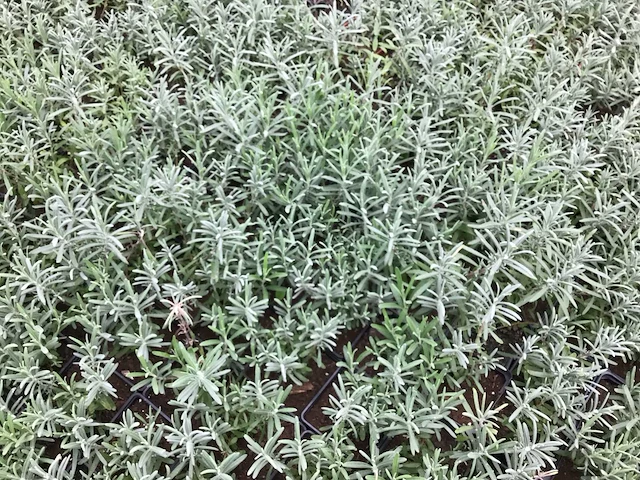 Vaste planten - lavendel (x50) - afbeelding 3 van  3