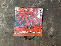 Vaste planten - lobelia(100) - afbeelding 1 van  2