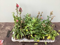 Vaste planten - lobelia(100) - afbeelding 2 van  2