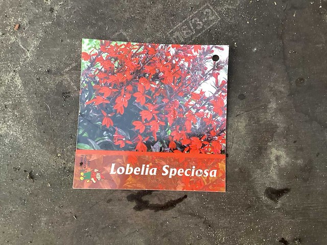 Vaste planten - lobelia(60) - afbeelding 1 van  2