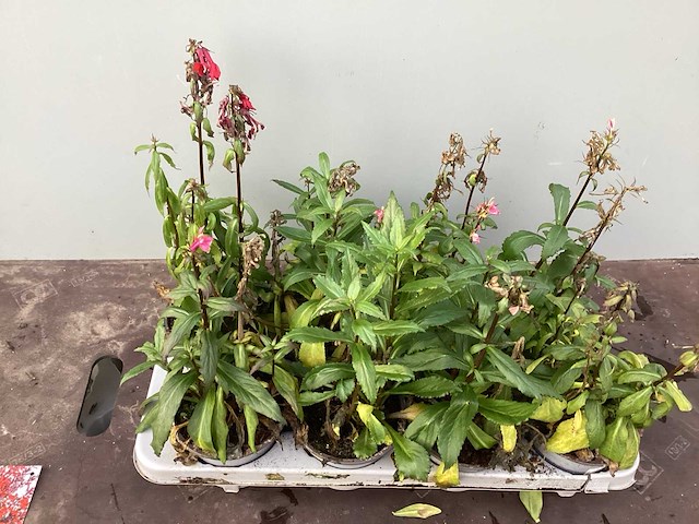 Vaste planten - lobelia(60) - afbeelding 2 van  2