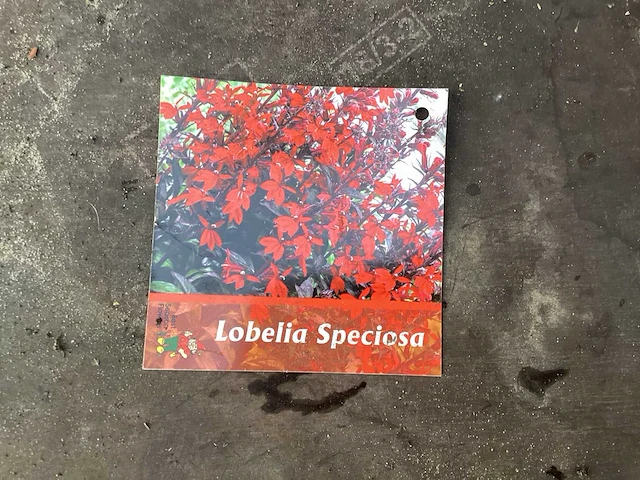 Vaste planten - lobelia(60) - afbeelding 1 van  2