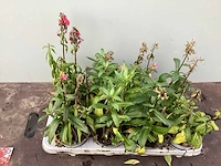 Vaste planten - lobelia(60) - afbeelding 2 van  2