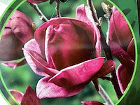 Vaste planten - magnolia(10) - afbeelding 2 van  2