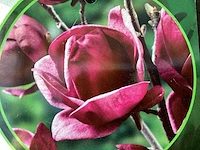 Vaste planten - magnolia(10)