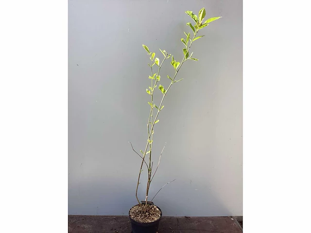 Vaste planten - magnolia(10) - afbeelding 2 van  2