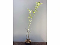 Vaste planten - magnolia(10) - afbeelding 2 van  2