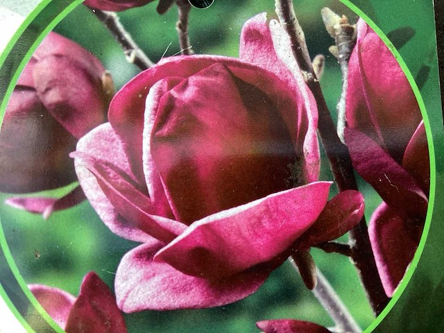 Vaste planten - magnolia(5) - afbeelding 1 van  2