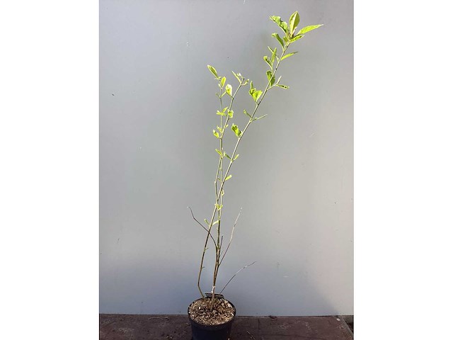 Vaste planten - magnolia(5) - afbeelding 2 van  2