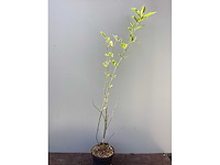 Vaste planten - magnolia(5) - afbeelding 2 van  2