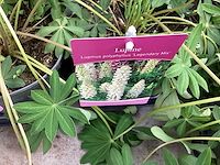 Vaste planten - physostegia (60x) - afbeelding 1 van  2