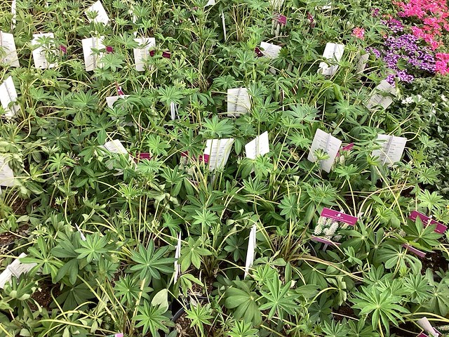 Vaste planten - physostegia (60x) - afbeelding 2 van  2