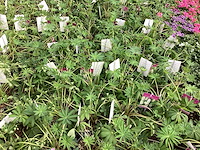 Vaste planten - physostegia (60x) - afbeelding 2 van  2