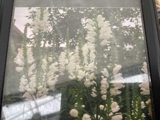 Vaste planten - physostegia (60x) - afbeelding 1 van  3