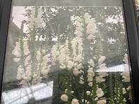 Vaste planten - physostegia (60x) - afbeelding 1 van  3