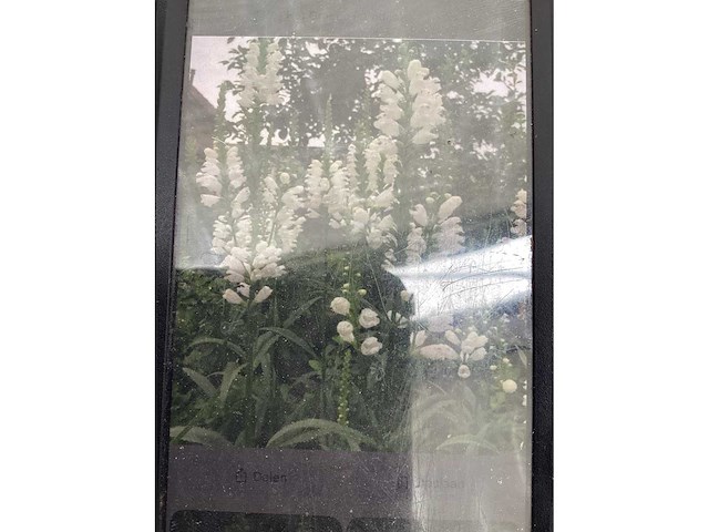 Vaste planten - physostegia (60x) - afbeelding 2 van  3