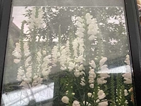 Vaste planten - physostegia (60x)
