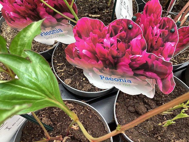 Vaste planten - pioenen (x17 ) , cottoneaster (13) - afbeelding 2 van  2