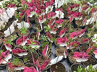 Vaste planten - pioenen (x25) - afbeelding 1 van  2