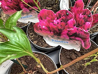 Vaste planten - pioenen (x25) - afbeelding 2 van  2