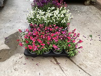 Vaste planten - salvia (x100) - afbeelding 2 van  5