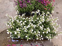 Vaste planten - salvia (x100) - afbeelding 4 van  5