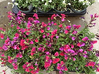 Vaste planten - salvia (x100) - afbeelding 3 van  5