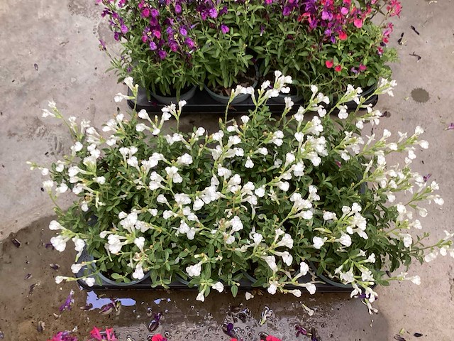 Vaste planten - salvia (x100) - afbeelding 4 van  5