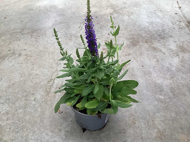 Vaste planten - salvia (x100) - afbeelding 1 van  2