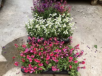 Vaste planten - salvia (x100) - afbeelding 1 van  5