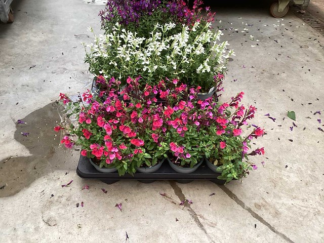 Vaste planten - salvia (x100) - afbeelding 2 van  5