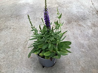 Vaste planten - salvia (x100) - afbeelding 1 van  2