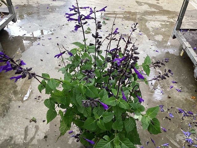 Vaste planten - salvia(30) - afbeelding 3 van  3