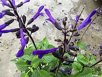 Vaste planten - salvia(30) - afbeelding 2 van  2