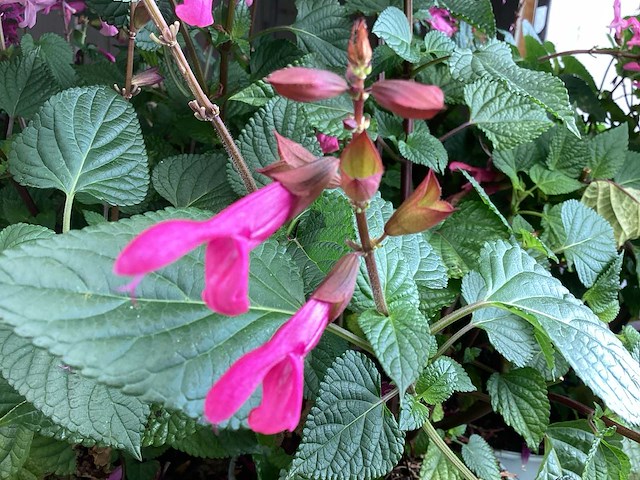 Vaste planten - salvia(30) - afbeelding 3 van  3
