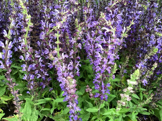 Vaste planten - salvia(30) - afbeelding 2 van  2